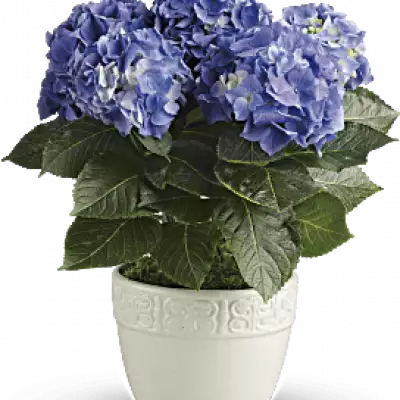 Have you ever seen a happier plant? The hydrangea's beautiful, billowing blooms are beloved by all. Send this 6-inch potted blue hydrangea plant as a housewarming gift or simply to brighten someone's day with a living gift.
Container may vary based on availability.