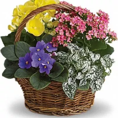 <div class="m-pdp-tabs-description">
<div id="mark-1" class="m-pdp-tabs-marketing-description">

Sing a song of spring by sending this gorgeous basket full of spring's prettiest plants. Send someone special this sweet mix of bright colors and terrific textures.

</div>
</div>
A purple African violet, yellow begonia, pink kalanchoe and white hypoestes are arranged in a pretty round basket. It's blooming beautiful.